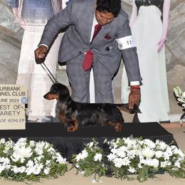 Sam - Dachshund