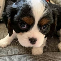 Cavalier King Charles Spaniels from Alonnah Ryder Cavaliers