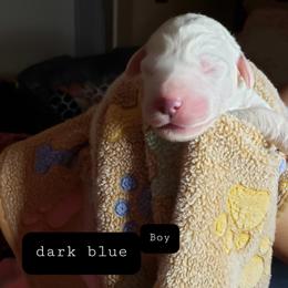 Dark Blue - White male Great Pyrenees puppy in Yucaipa, California from Rusty Horse Ranch Great Pyrenees