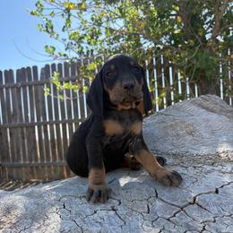 Happy Yellow - Black and tan female Black and Tan Coonhound puppy in Pueblo, Colorado from BT Coonhound