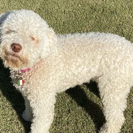 Lagotti Romagnoli from Curly Acres Lagotto Romagnolo