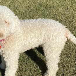 Lagotti Romagnoli from Curly Acres Lagotto Romagnolo