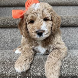 Orange Girl - Apricot female Goldendoodle puppy in Dacula, Georgia from Lakeside Pups