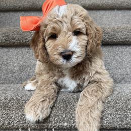 Orange Girl - Apricot female Goldendoodle puppy in Dacula, Georgia from Lakeside Pups