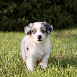 Australian Shepherd Puppies from Midwest Guardian Aussies