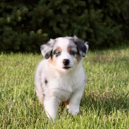 Australian Shepherd Puppies from Midwest Guardian Aussies