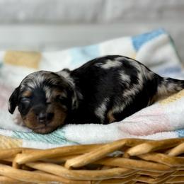 Francis - Dapple male Dachshund puppy in Three Rivers, Michigan from Michiana Dachshunds