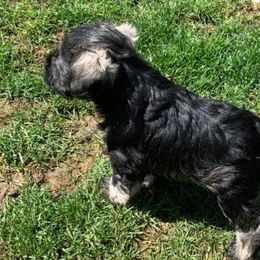Miniature Schnauzers from David's Pups