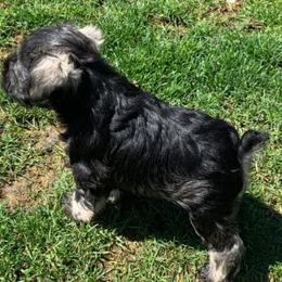 Miniature Schnauzers from David's Pups