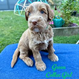 Green Girl - Apricot female Australian Labradoodle puppy in Rhode Island from Highland Beach Labradoodles