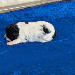 Leesa - Parti female Miniature Schnauzer puppy in Lufkin, Texas from Texas Lil Cowdogs