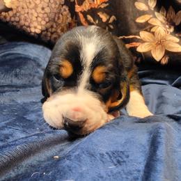 Princess - Black brown and white female Basset Hound puppy in Bellaire, Ohio from Blessed Bassets