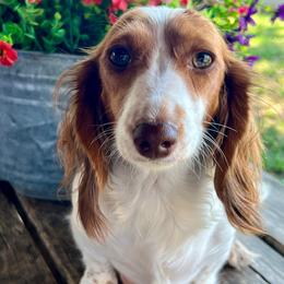 Londyn - Dachshund