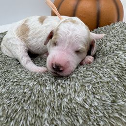 Peach Collar - Parti female Goldendoodle puppy in Meridian, Mississippi from Smoodles