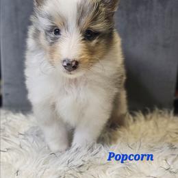 Popcorn - Blue merle and white male Shetland Sheepdog puppy in Leesburg, Ohio from Fawn Lane Shetland Sheepdogs
