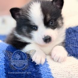 Dr Pepper - Black and white male Pomsky puppy in Greeley, Colorado from Monarch Pomskies | Northern Colorado