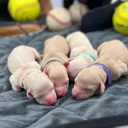 Cream Girl Pink Collar 4300 - Cream female Dachshund puppy in North Branch, Michigan from Doxie View Acres