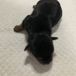 ALFALFA - Black and tan male Yorkshire Terrier puppy in Independence, Louisiana from Holy Terriers Yorkies