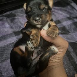 Hamm 1500 - Black and tan male Yorkshire Terrier puppy in Gastonia, North Carolina from Precious pups dynasty kennel
