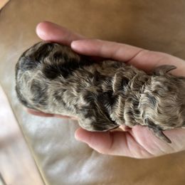 Fendi - Merle female Goldendoodle puppy in Jackson, Michigan from Surrey Lane Doodles