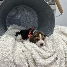 Beagle Puppies from Stranger Creek Beagles