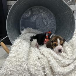 Beagle Puppies from Stranger Creek Beagles