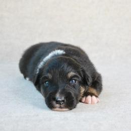 Colt - Black tri-color male Australian Shepherd puppy in Aberdeen, North Carolina from Huckleberry Hill Aussies LLC.