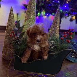 Green collar - Chocolate female Goldendoodle puppy in Kileen, Texas from Cooper Goldendoodle