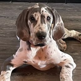 Great Danes from Bell Family Danes