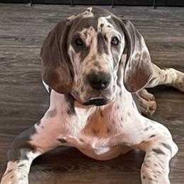 Great Danes from Bell Family Danes
