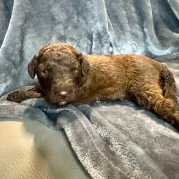 Macbeth - Brown and white male Aussiedoodle puppy in Lake City, Florida from Dream Hollow Farm