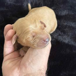 Grey - Dark golden female Golden Retriever puppy in Groveland, Florida from Daisy Lynn Goldens