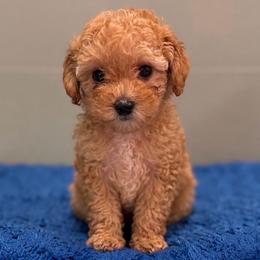Kai - Red  male Poodle puppy in Wharton, Texas from In the Red Poodles