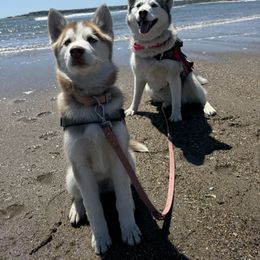 Siberian Husky Puppies from Young Orchard Siberians