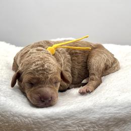 Carol Brady - Apricot female Goldendoodle puppy in O'fallon, Missouri from Rockin R Doodles