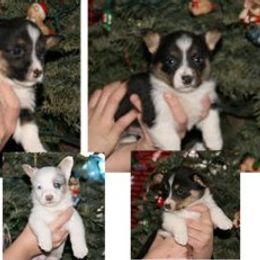 Cardigan Welsh Corgi Puppies from Mackey Cardigans