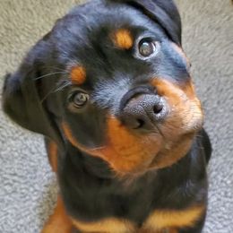 Rottweilers from Morton Von Hause Rottweilers