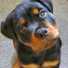 Rottweilers from Morton Von Hause Rottweilers