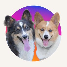 American Corgi puppies from Diamondcres Inc