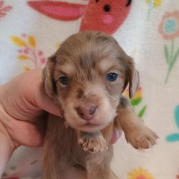Matilda - Dapple female Dachshund puppy in Hudson, Michigan from Mittentail Kennel Miniature Dachshunds & Australian Shepherds
