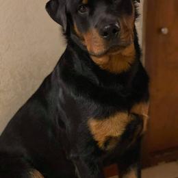 Rottweiler Puppies from Sky Valley Rottweilers