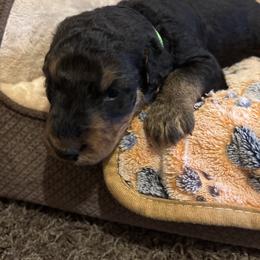 Mr Green - Black and tan male Airedale Terrier puppy in Huntersville, North Carolina from Cool Hand Luke Kennels