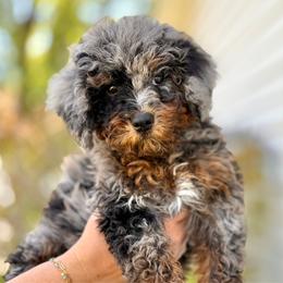 Snow White - Merle female Bernedoodle puppy in Highland, Utah from Angel Pups Deluxe