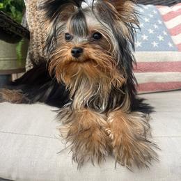 Chandler - AKC - Black and tan male Yorkshire Terrier puppy in Calhoun, Georgia from Peach State Yorkies