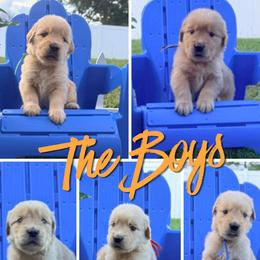 Boy 3 - male Golden Retriever puppy in Port St Lucie, Florida from Nirvana Goldens