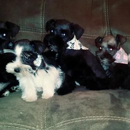 Miniature Schnauzers from Debra Kruse's Miniature Schnauzers