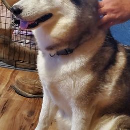 Siberian Huskies from Gingers Husky Mansion