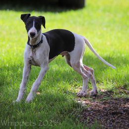 Odin - White and black male Whippet puppy in Redmond, Oregon from Chappelle Whippets