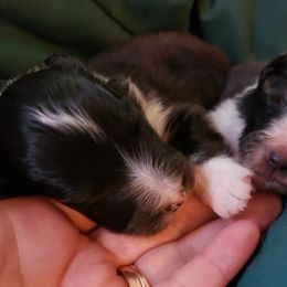 Bulldog and Shetland Sheepdog Puppies from Smooch-A-Bulls English Bulldogs & M&M Shelties