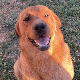 Lucy - Labrador Retriever
